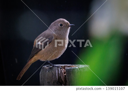 A female Daurian Redstart, a winter bird loved for its cute behavior and nicknamed Joviko. A female Daurian Redstart, a winter bird loved for its cute behavior and nicknamed Joviko. 139015107