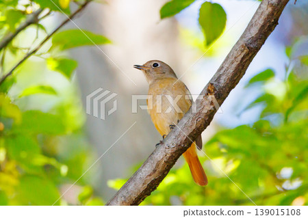 A female Daurian Redstart, a winter bird loved for its cute behavior and nicknamed Joviko. A female Daurian Redstart, a winter bird loved for its cute behavior and nicknamed Joviko. 139015108