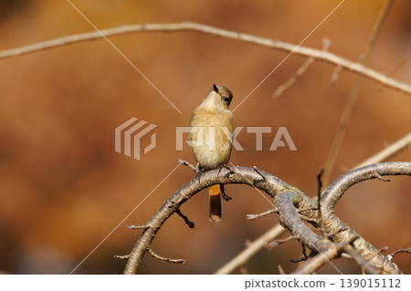 A female Daurian Redstart, a winter bird loved for its cute behavior and nicknamed Joviko. A female Daurian Redstart, a winter bird loved for its cute behavior and nicknamed Joviko. 139015112