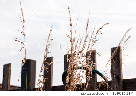 Silhouettes of tall dry grass bending in summer breeze in front of wooden fence against bright sky with copy space. Silhouettes of tall dry grass bending in summer breeze in front of wooden fence against bright sky with copy space. 139015117