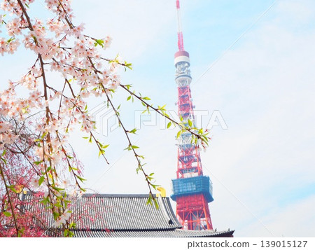Cherry tree at Zojoji and Tokyo Tower Cherry tree at Zojoji and Tokyo Tower 139015127