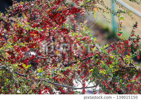 Firethorn, also known as pyracantha, where many white flowers turn red in autumn 139015150