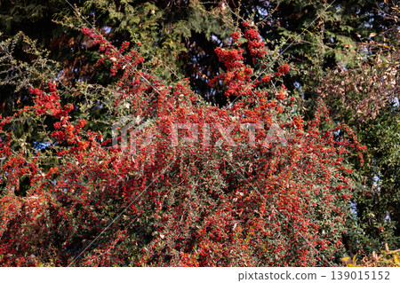 Firethorn, also known as pyracantha, where many white flowers turn red in autumn Firethorn, also known as pyracantha, where many white flowers turn red in autumn 139015152
