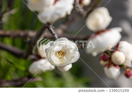 White plum blossoms (white plum) White plum blossoms (white plum) 139015209