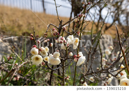 White plum blossoms (white plum) White plum blossoms (white plum) 139015210