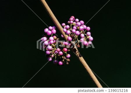 The overlapping purple fruits that ripen are called murasakishikimi (purple-layered fruits), and are commonly compared to Murasaki Shikibu (the Japanese barberry). The overlapping purple fruits that ripen are called murasakishikimi (purple-layered fruits), and are commonly compared to Murasaki Shikibu (the Japanese barberry). 139015216