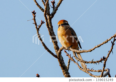 Shrike famous for Hayani 139015249