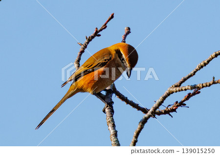Shrike famous for Hayani 139015250