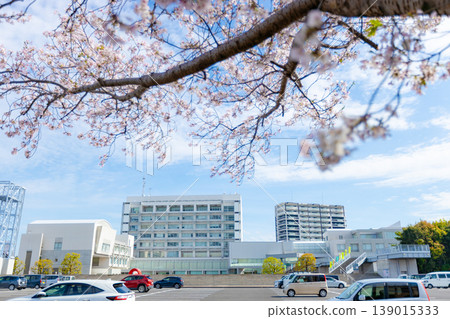 A scene from Kirishima City Hall in Kagoshima Prefecture: Cherry blossoms in the festival square of the city hall parking lot and parked cars. A scene from Kirishima City Hall in Kagoshima Prefecture: Cherry blossoms in the festival square of the city hall parking lot and parked cars. 139015333
