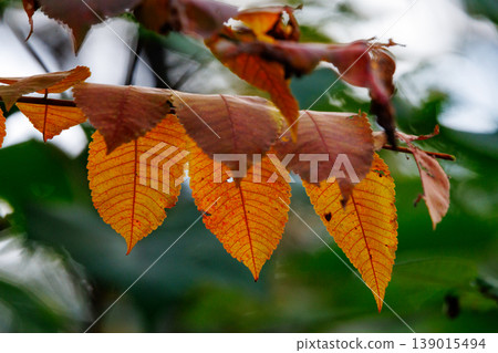 Autumn in the park colored like a brocade Autumn in the park colored like a brocade 139015494