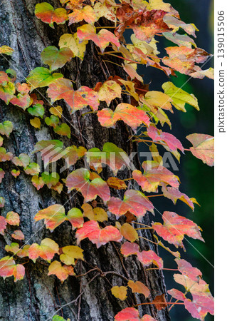 Autumn in the park colored like a brocade Autumn in the park colored like a brocade 139015506
