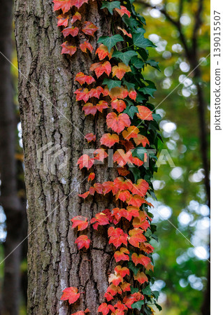 Autumn in the park colored like a brocade Autumn in the park colored like a brocade 139015507