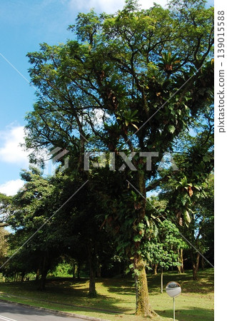 Beautiful Singapore Surroundings Beautiful Singapore Surroundings 139015588