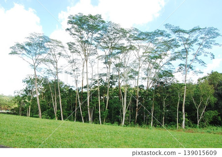 Beautiful Singapore Surroundings 139015609