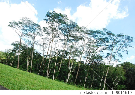 Beautiful Singapore Surroundings 139015610