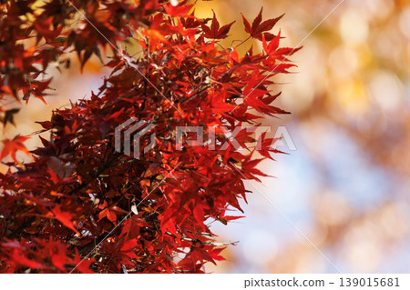 公園的秋色如織錦 公園的秋色如織錦 139015681