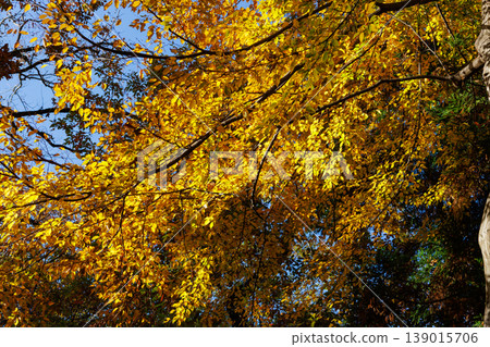 Autumn in the park colored like a brocade Autumn in the park colored like a brocade 139015706