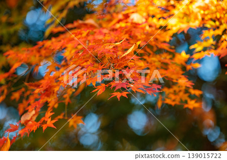 Autumn in the park colored like a brocade Autumn in the park colored like a brocade 139015722