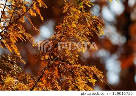 Autumn in the park colored like a brocade Autumn in the park colored like a brocade 139015725