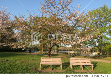Toneri Park, with its cherry blossoms, also boasts refreshing nemophila flowers. Toneri Park, with its cherry blossoms, also boasts refreshing nemophila flowers. 139015751