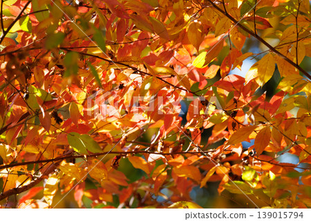Autumn in the park colored like a brocade Autumn in the park colored like a brocade 139015794