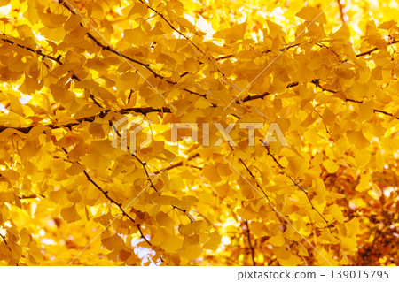 Autumn in the park colored like a brocade Autumn in the park colored like a brocade 139015795