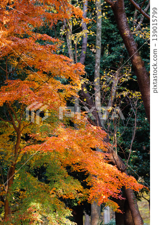 Autumn in the park colored like a brocade Autumn in the park colored like a brocade 139015799