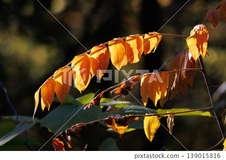 Autumn in the park colored like a brocade Autumn in the park colored like a brocade 139015816