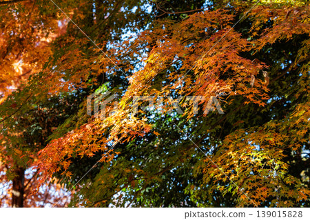 Autumn in the park colored like a brocade Autumn in the park colored like a brocade 139015828
