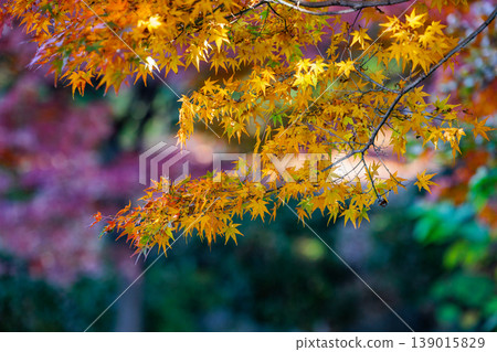 Autumn in the park colored like a brocade Autumn in the park colored like a brocade 139015829