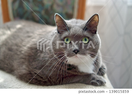 Portrait of a beautiful grey and white cat with bright green eyes. Domestic cat lying on a chair at home. 139015859