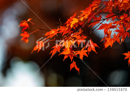 Autumn in the park colored like a brocade 139015878