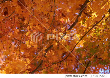 Autumn in the park colored like a brocade 139015880
