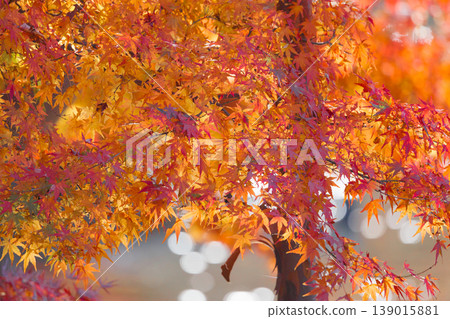 Autumn in the park colored like a brocade 139015881