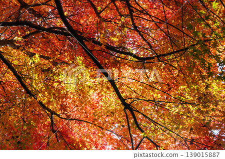 Autumn in the park colored like a brocade Autumn in the park colored like a brocade 139015887
