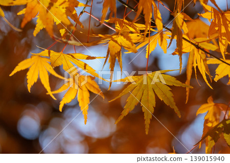 Autumn in the park colored like a brocade Autumn in the park colored like a brocade 139015940