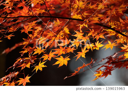 Autumn in the park colored like a brocade Autumn in the park colored like a brocade 139015963