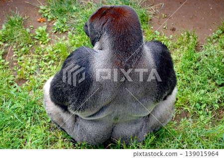[Gorilla] Silverback Gorilla ① 139015964