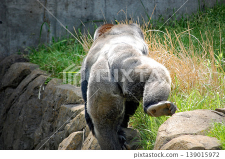 [Gorilla] Silverback Gorilla ⑨ 139015972
