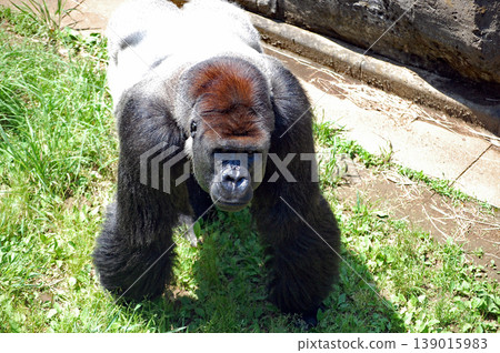 [Gorilla] Silverback Gorilla 20 139015983
