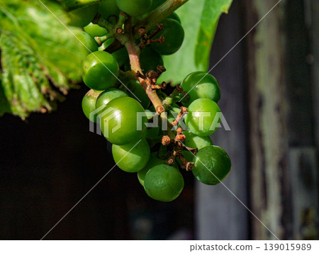 A bunch of unripe grapes with several torn berries A bunch of unripe grapes with several torn berries 139015989