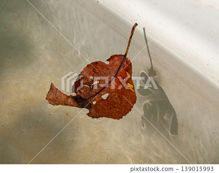 The leaf floats in clear water with caustic The leaf floats in clear water with caustic 139015993