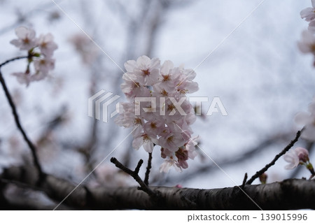 Cherry blossoms in full bloom on small branches 139015996