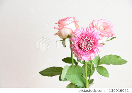 Rose and Gerbera Rose and Gerbera 139016021