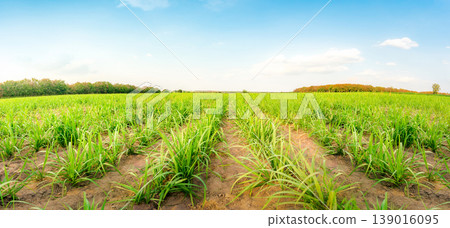 Agriculture, Sugarcane field at sunset. sugarcane is a grass of poaceae family. it taste sweet and good for health. Sugar cane plant tree in countryside for food industry or renewable bioenergy power. 139016095