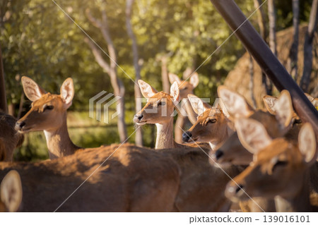 Red Deer Stag in the zoo. zoo Landscape With Herd Of Deer (Cervus Elaphus). Deer With Large Branched Horns On The Background Of zoo Close-Up. 139016101