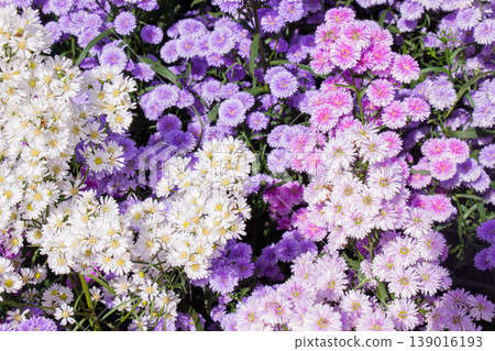 Purple flowers or colorful chrysanthemums are blooming profusely in the garden. Purple flowers or colorful chrysanthemums are blooming profusely in the garden. 139016193