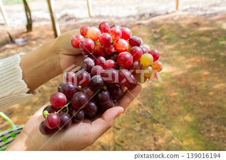 Woman hands are holding a bunch of grapes in a vineyard against a backdrop of green leaves. Woman hands are holding a bunch of grapes in a vineyard against a backdrop of green leaves. 139016194