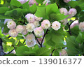 Kenrokuen Gakuen cherry tree 139016377