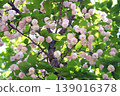 Kenrokuen Gakuen cherry tree 139016378